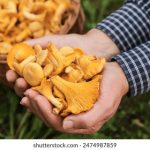 势不可挡柴鸡蛋肉车做晕 9apowmq